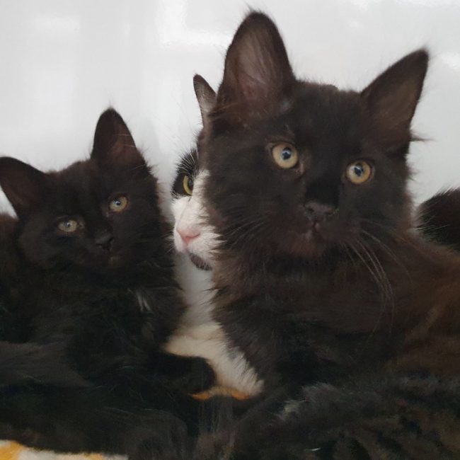 Blue - Chat Européen à adopter