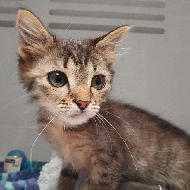 Rihanna - Chat Européen à adopter