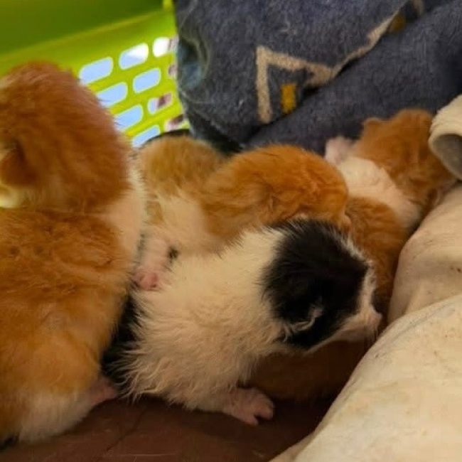 Alix - Chat Européen à adopter