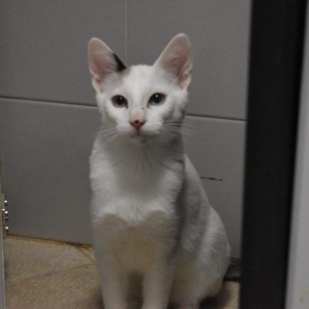 Oasis - Chat Européen à adopter