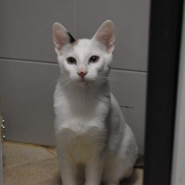 Oasis - Chat Européen à adopter