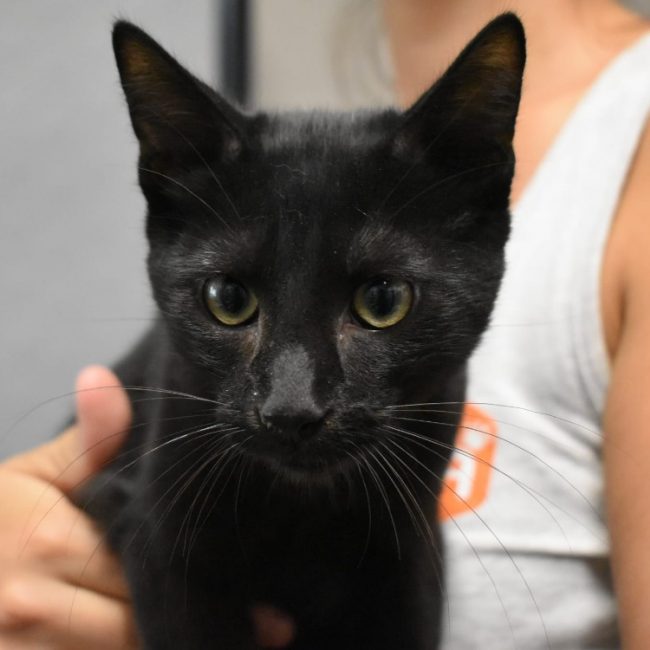 Onyx - Chat Européen à adopter