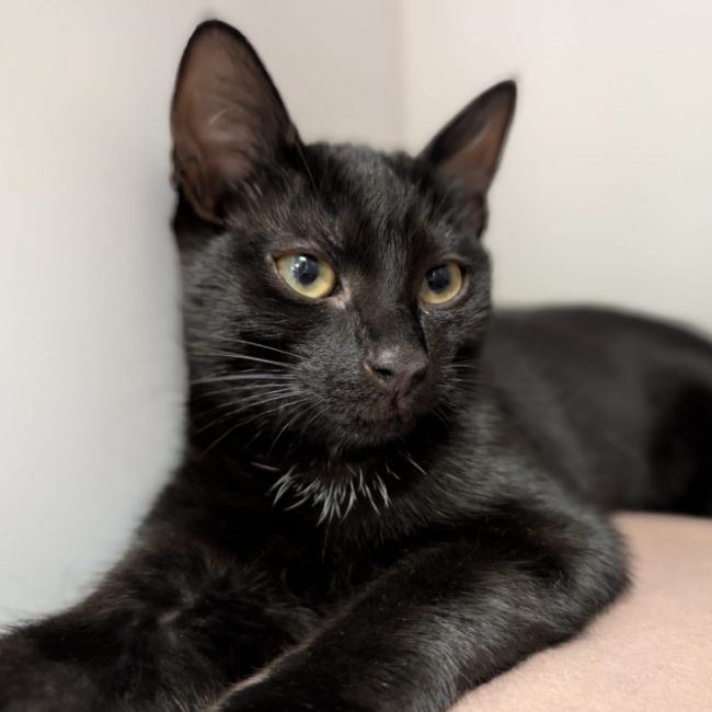 Bagheera - Chat Européen à adopter