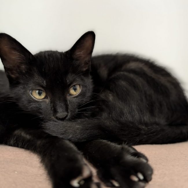Nala - Chat Européen à adopter