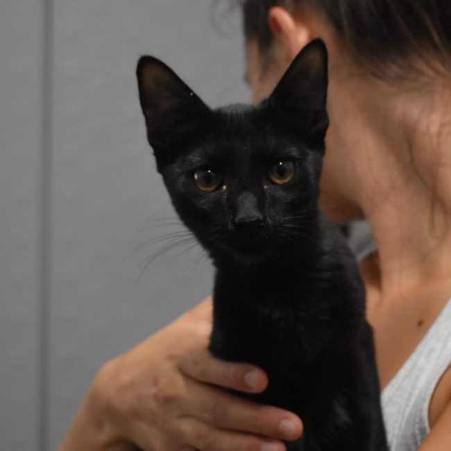 Ouchka - Chat Européen à adopter