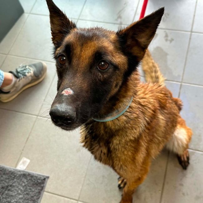 Prada - Chien Berger Belge Malinois à adopter