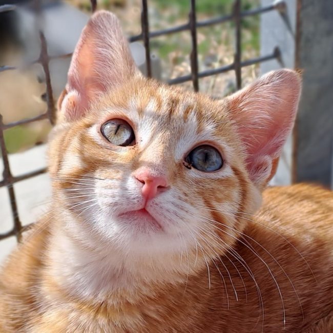 Marcel - Chat Européen à adopter