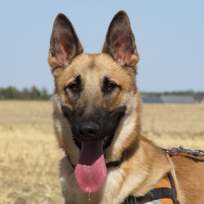Atlas - Chien à adopter