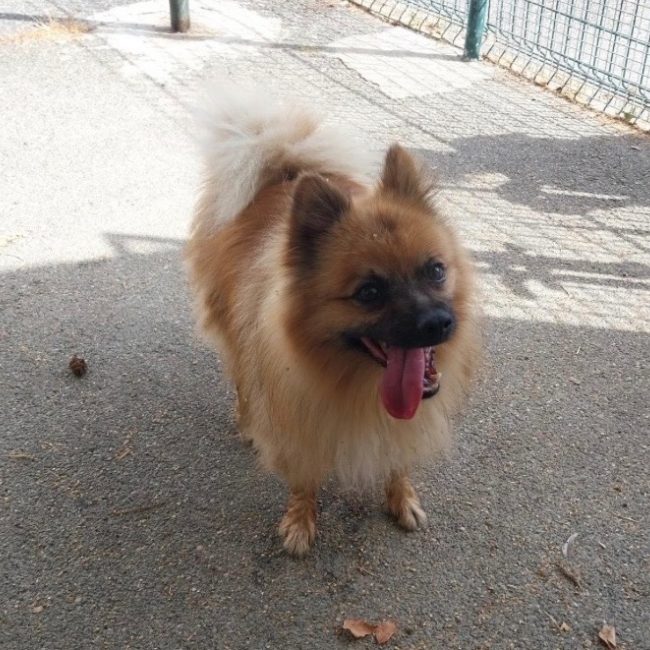 Kai - Chien Spitz Allemand à adopter