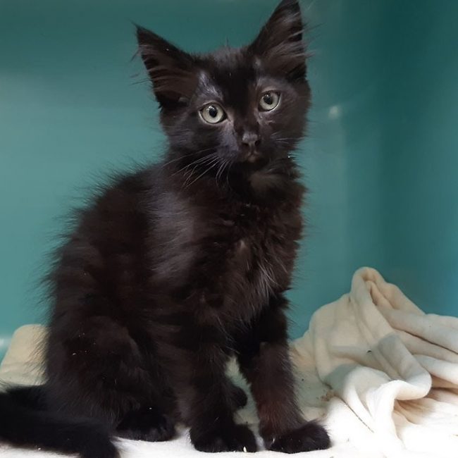 Marmoset - Chat Européen à adopter