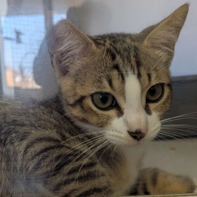 Naru - Chat Européen à adopter