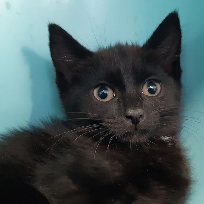 Croqmou - Chat Européen à adopter