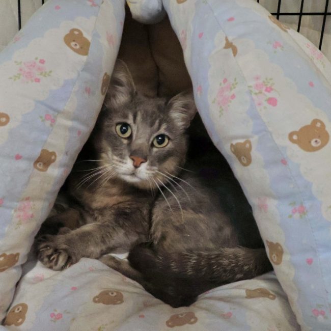 Grooty - Chat Européen à adopter
