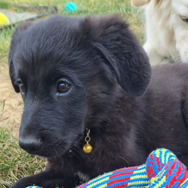 Bango - Chien à adopter