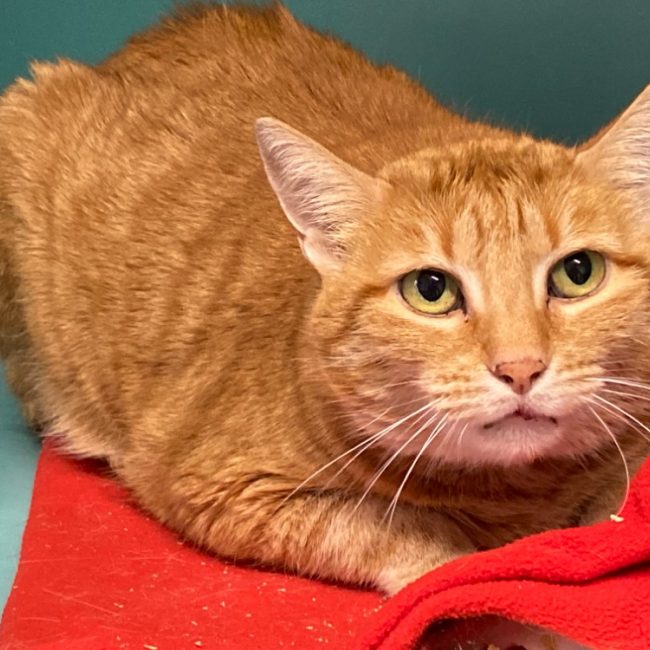 Josiane - Chat Européen à adopter