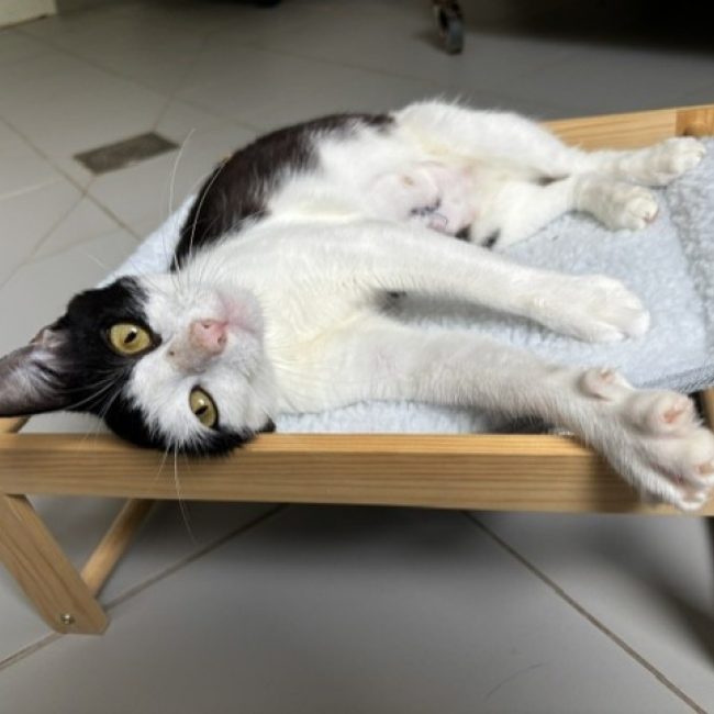 Kathy - Chat Européen à adopter