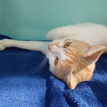 Cindy - Chat Européen à adopter