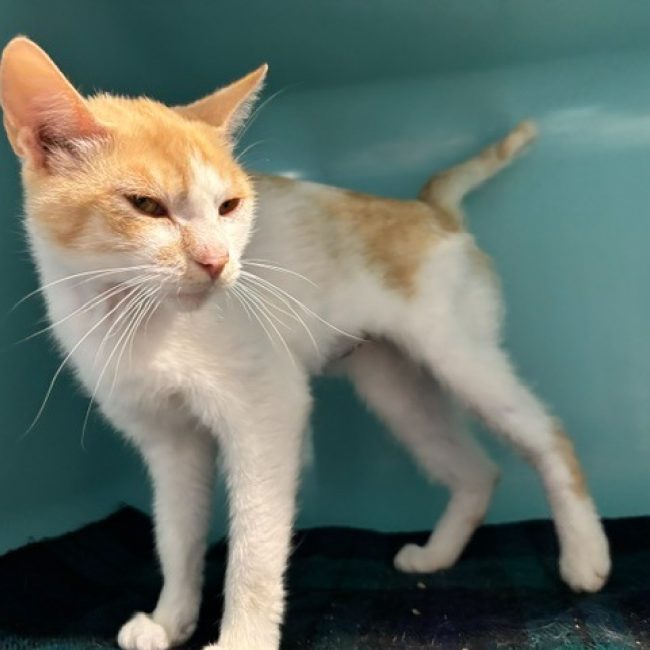 Cindy - Chat Européen à adopter