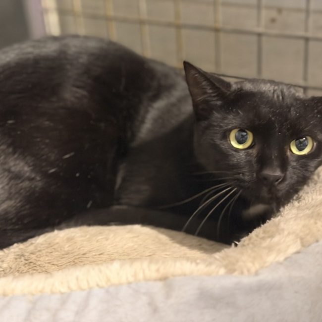 Cracotte - Chat Européen à adopter