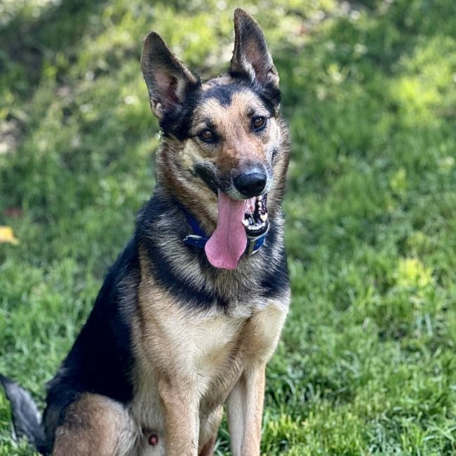 Skyjo - Chien à adopter