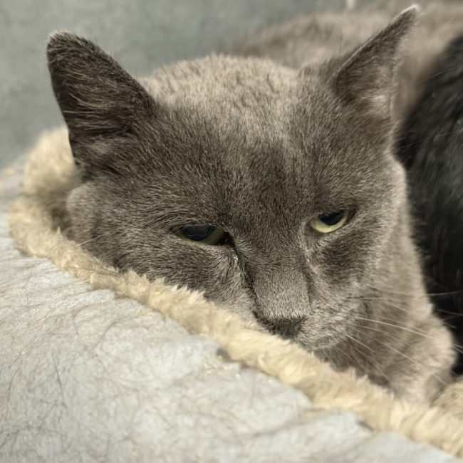 Aquarel - Chat Européen à adopter
