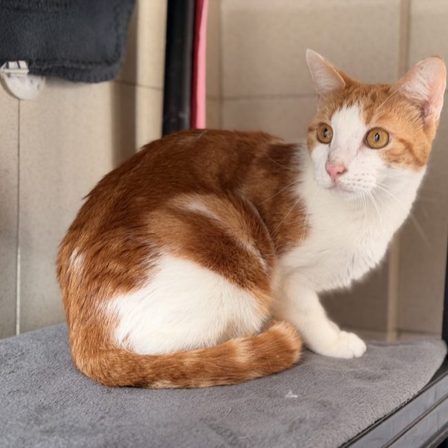 Simba - Chat Européen à adopter