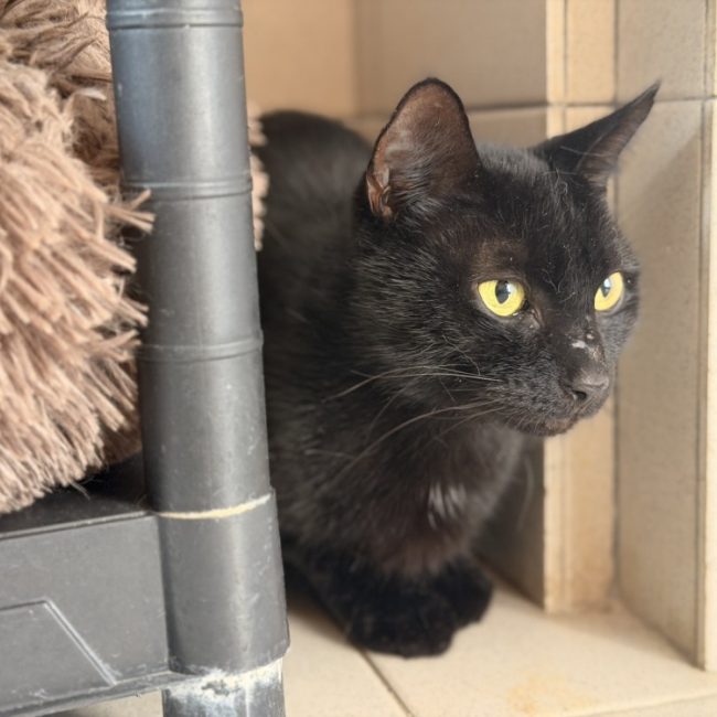 Thiago - Chat Européen à adopter