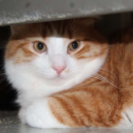 Litchi - Chat Européen à adopter