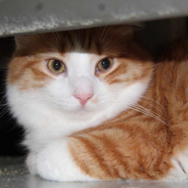 Litchi - Chat Européen à adopter