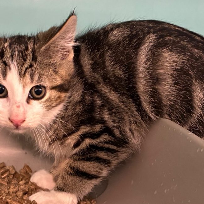 Mickael - Chat Européen à adopter