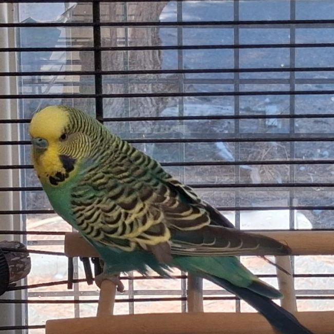 Yellow - Animal de ferme à adopter