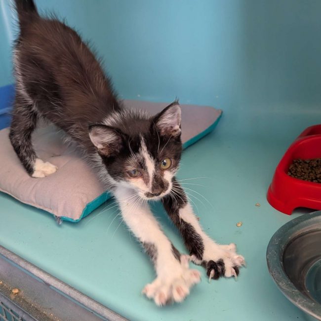 Pirate - Chat Européen à adopter