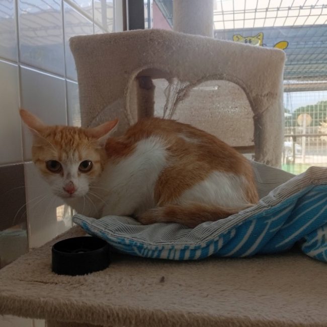 Eulalie - Chat à adopter