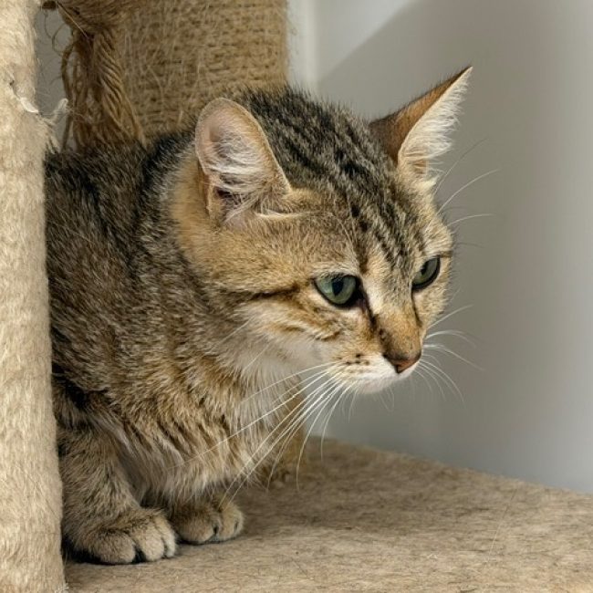 Lilas - Chat Européen à adopter