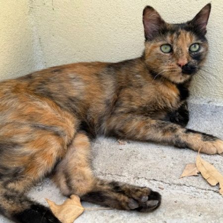 Pandora - Chat Européen à adopter