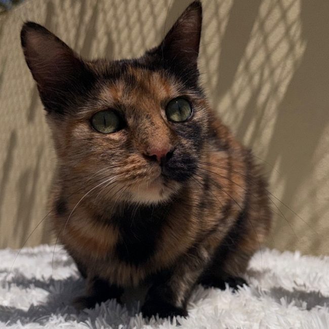 Pandora - Chat Européen à adopter
