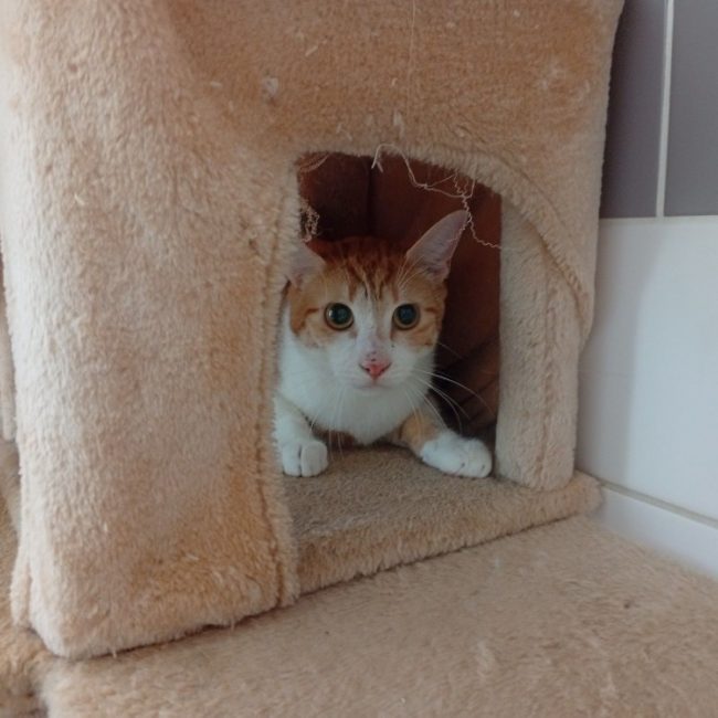 Armand - Chat à adopter