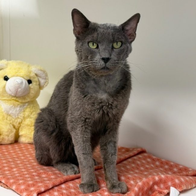 Pito - Chat Européen à adopter