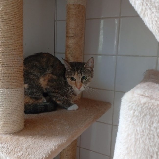 Lisette - Chat à adopter