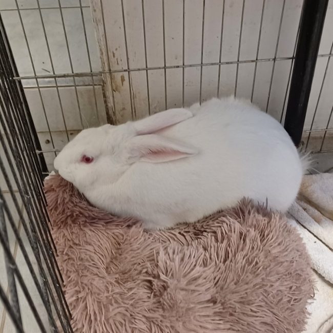 Wade - Rongeur Lapin à adopter