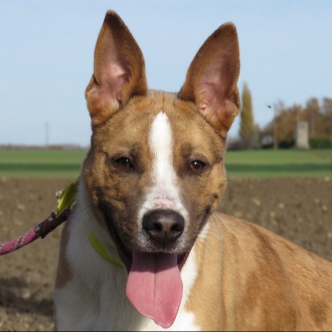 Speedy - Chien Berger à adopter
