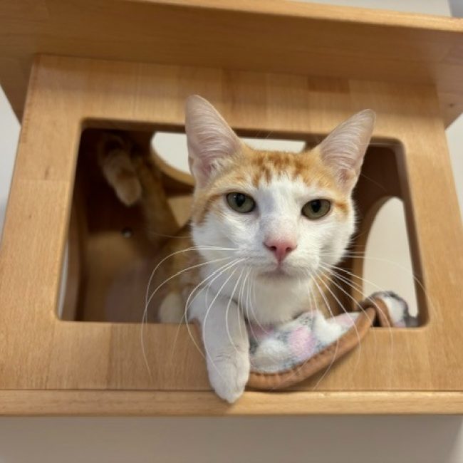 Atlas - Chat Européen à adopter