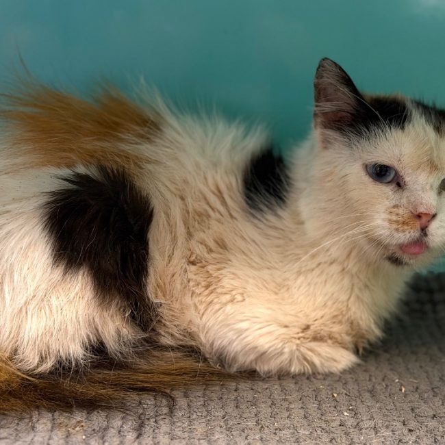 Barbouille - Chat Européen à adopter