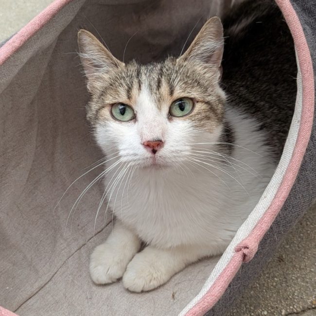Saphira - Chat Européen à adopter