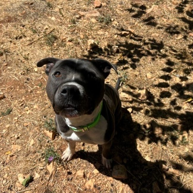 Tokyo - Chien Staffordshire Bull Terrier à adopter