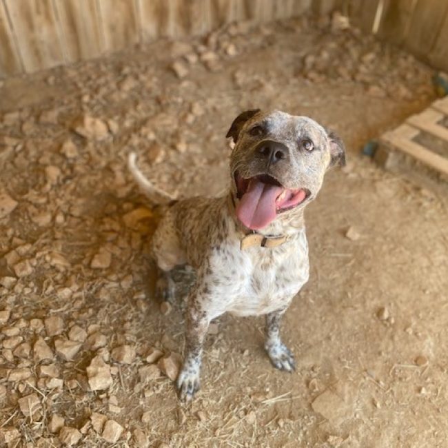 Hades - Chien Bouledogue Américain à adopter