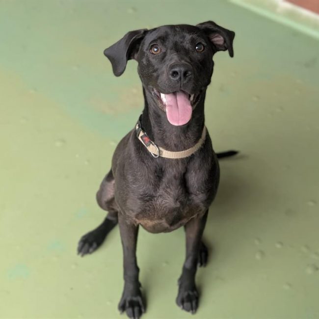 Winny - Chien Braque allemand à poil court à adopter