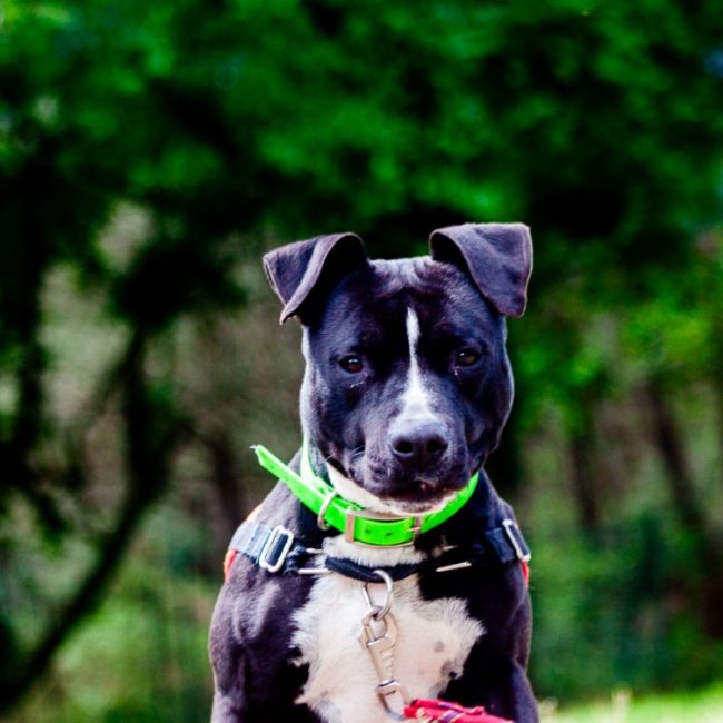 Ulyssa - Chien à adopter
