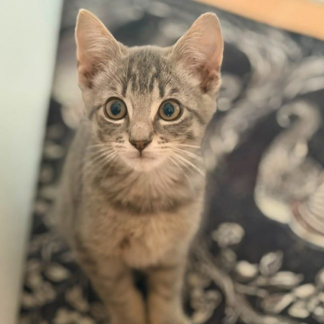 Bandit - Chat Européen à adopter