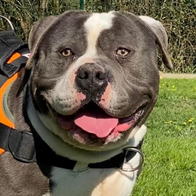 Sharko - Chien American Bully à adopter